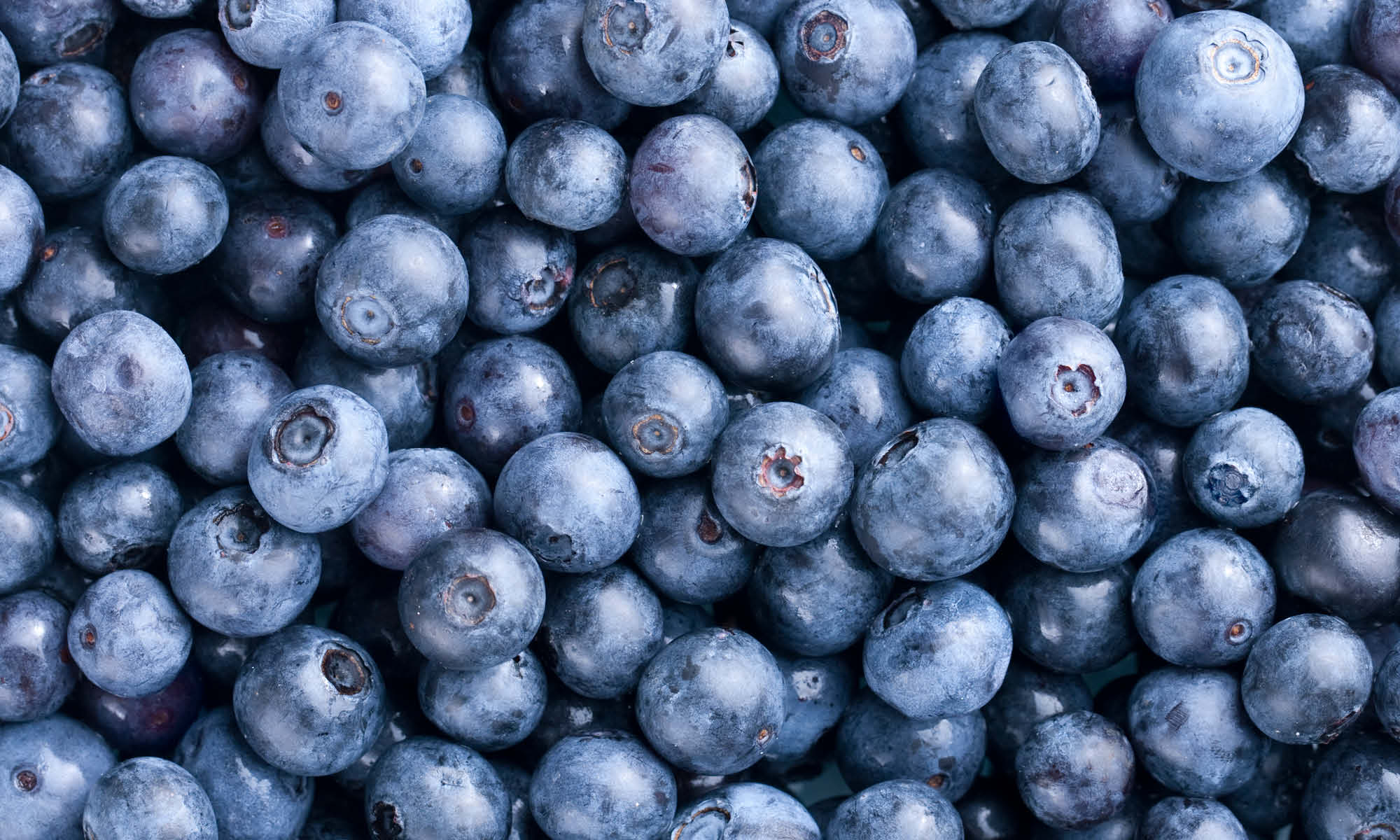 Viele frische blaue Blaubeeren liegen auf und nebeneinander