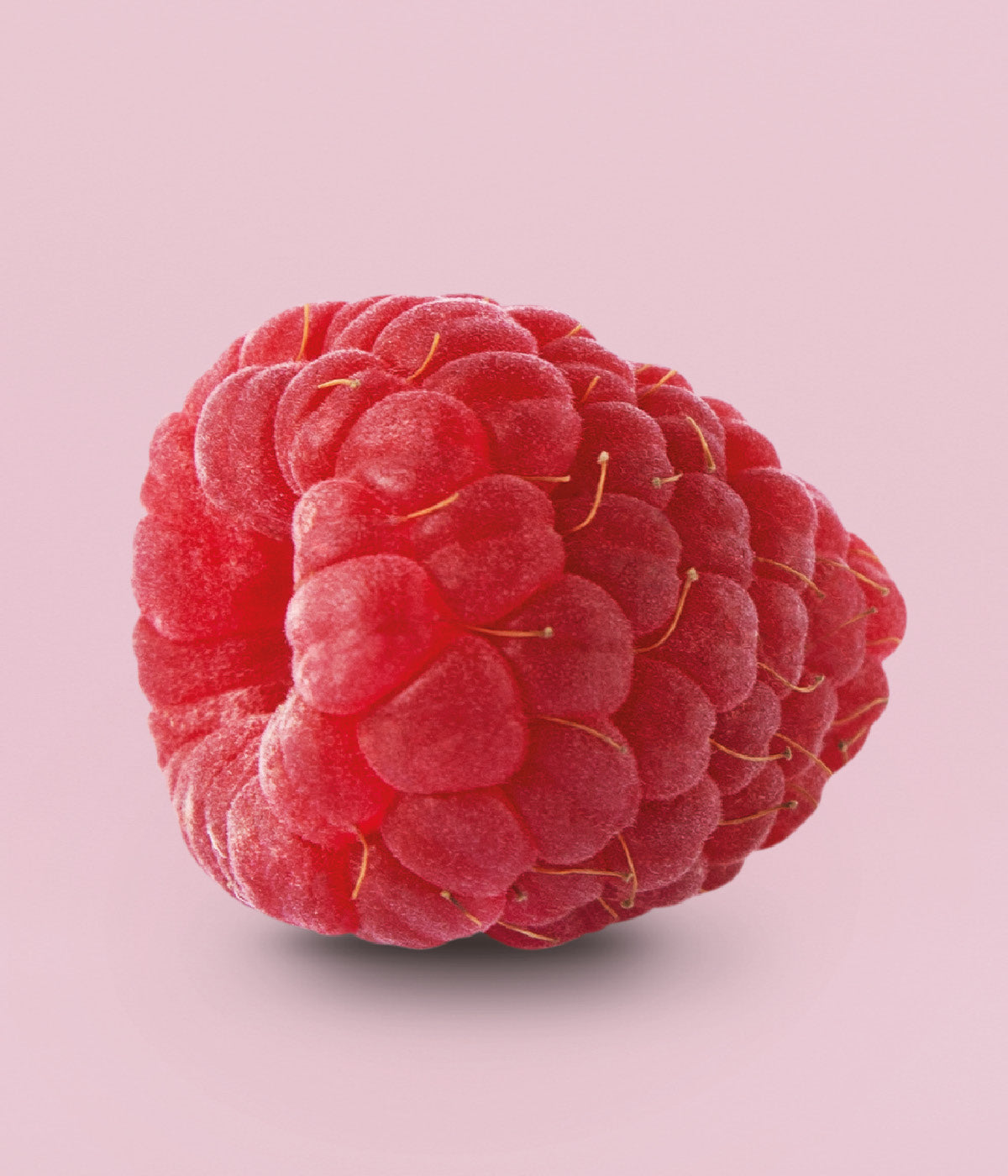 Frische, fruchtige, dunkel rosa Himbeere vor hellrosa Hintergrund