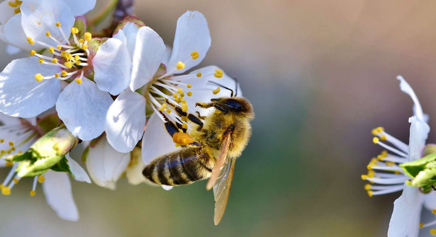 Bienen sind Freunde - Warum Bienen so wichtig für unsere Früchte sind
