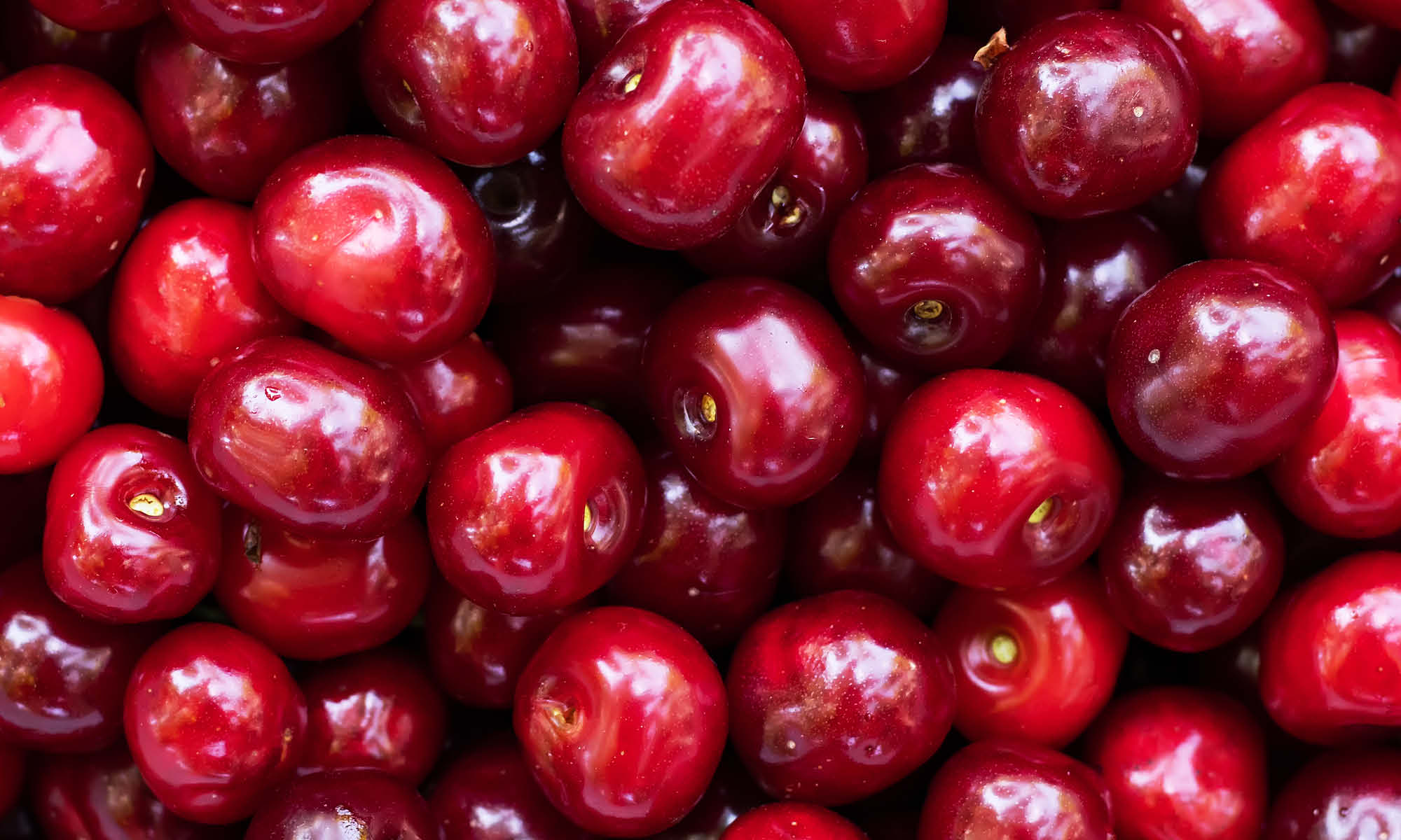 Viele frische, rote und pralle Sauerkirschen auf und nebeneinander